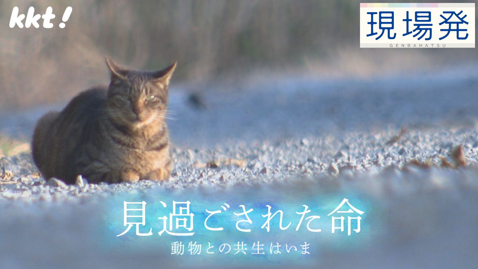 第106回 現場発　見過ごされた命 ～動物との共生はいま～